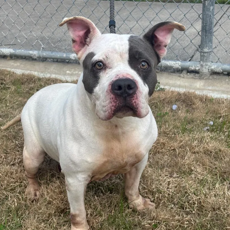 Rutabaga thumbnail 5