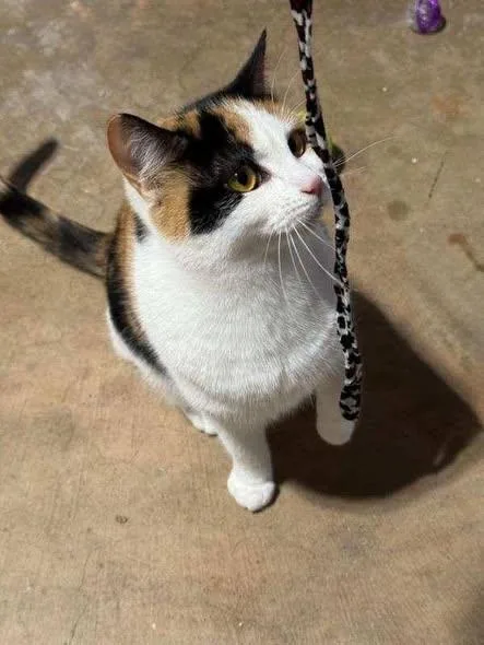 Clementine thumbnail 2