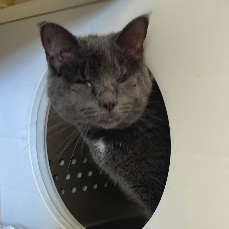 Einstein thumbnail 2