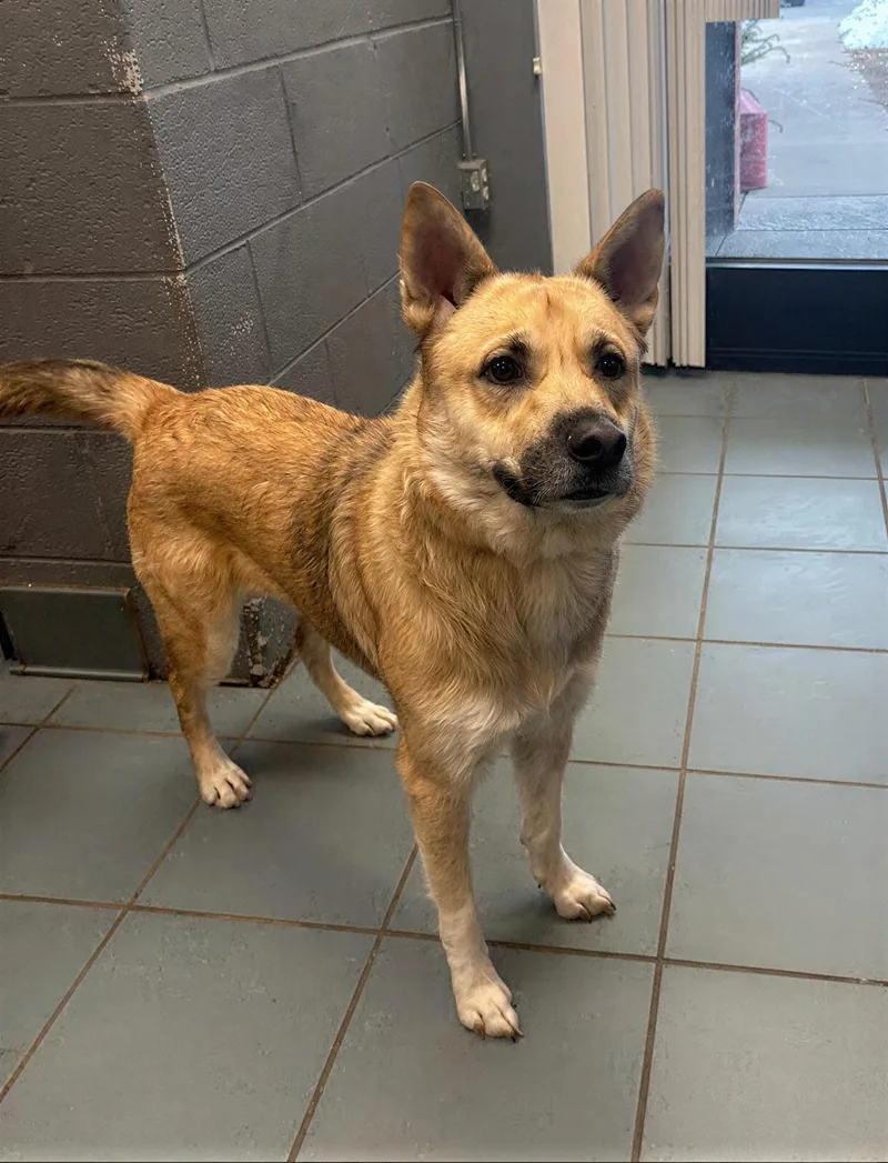 Firefoxx thumbnail 2