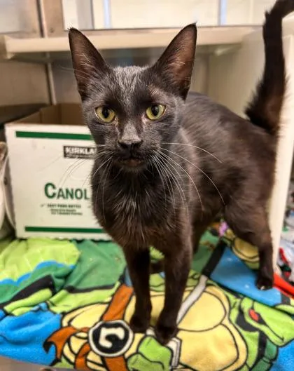 Lady Bird thumbnail 3