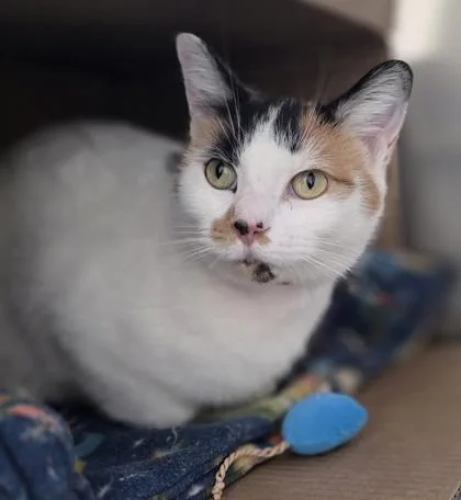 Ruby Rhubarb thumbnail 2