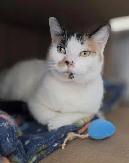 Ruby Rhubarb thumbnail 3