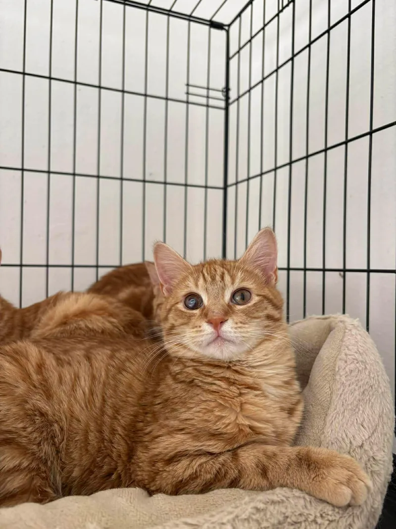 Mango  teodore & thumbnail 2