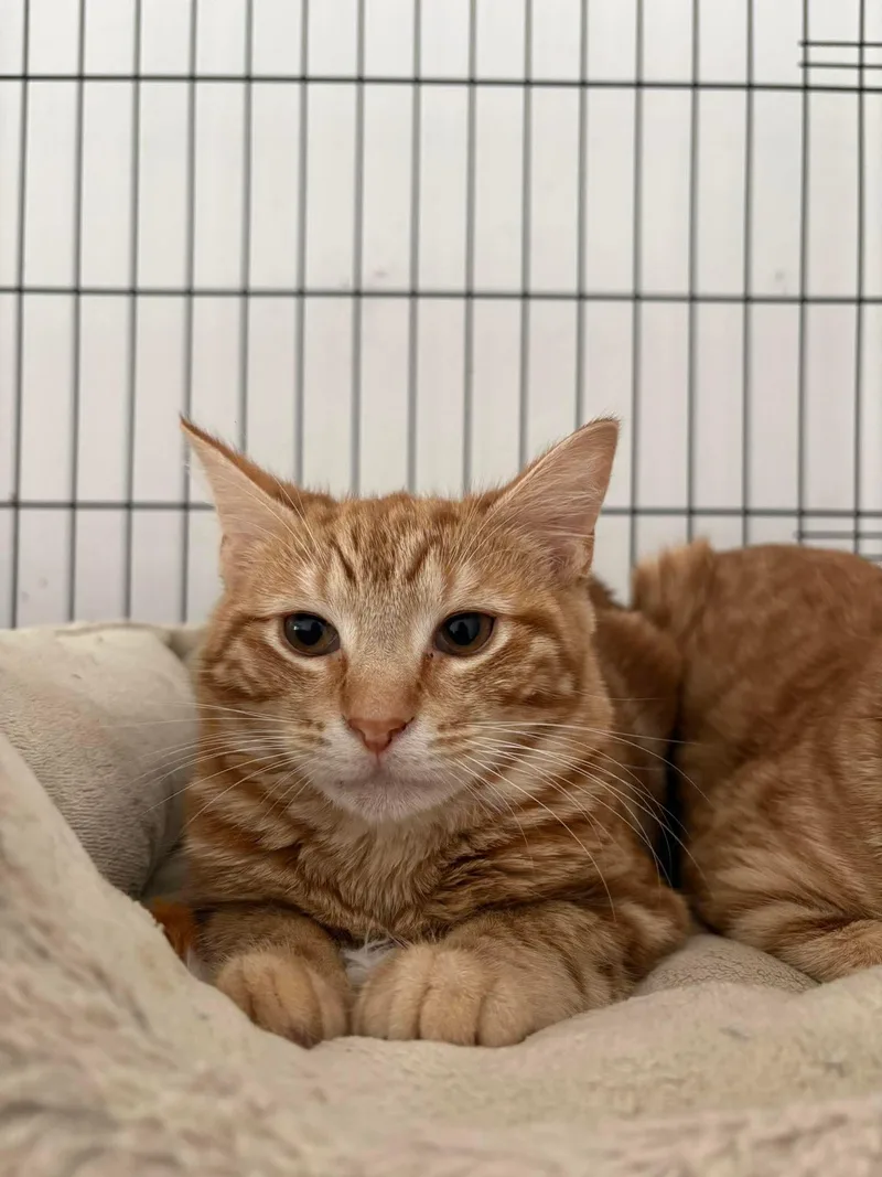 Mango  teodore & thumbnail 3