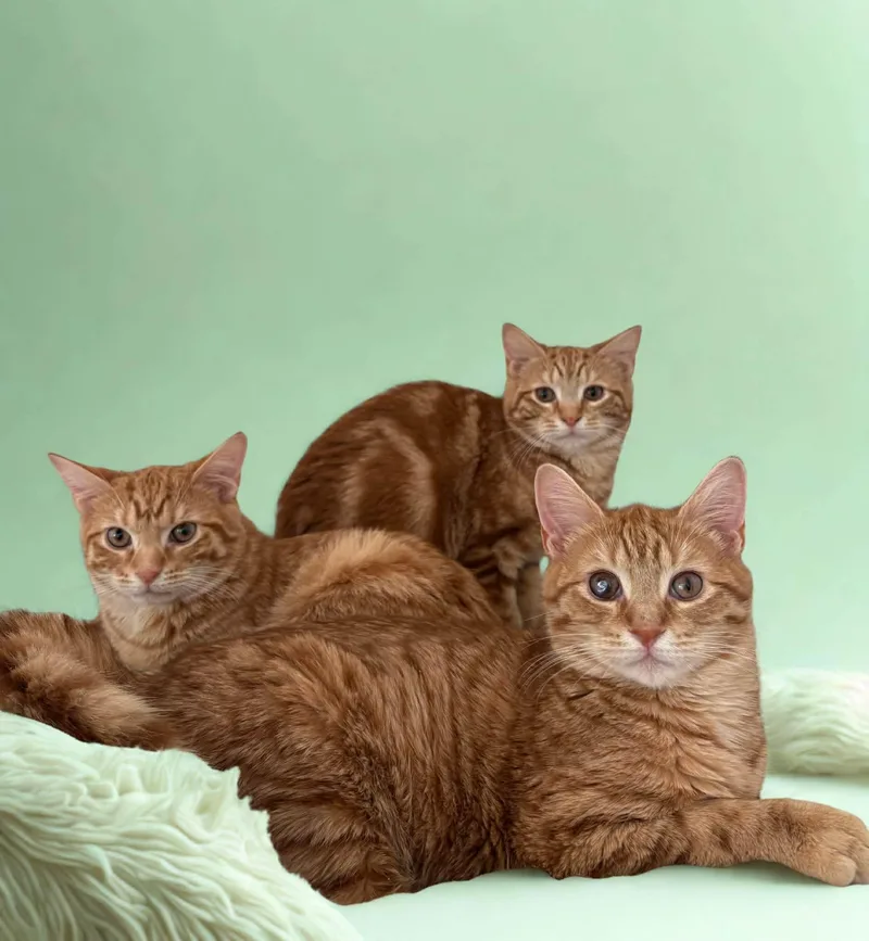 Mango  teodore & thumbnail 4