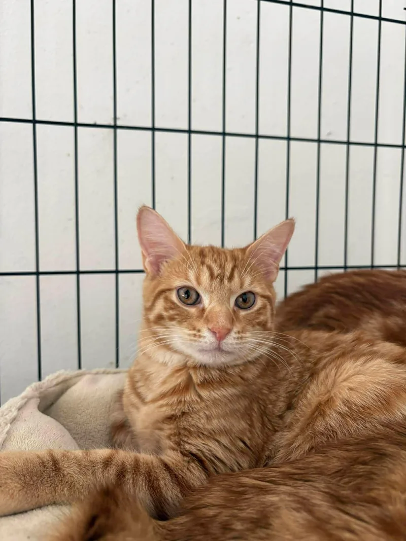 Mango  teodore & thumbnail 5