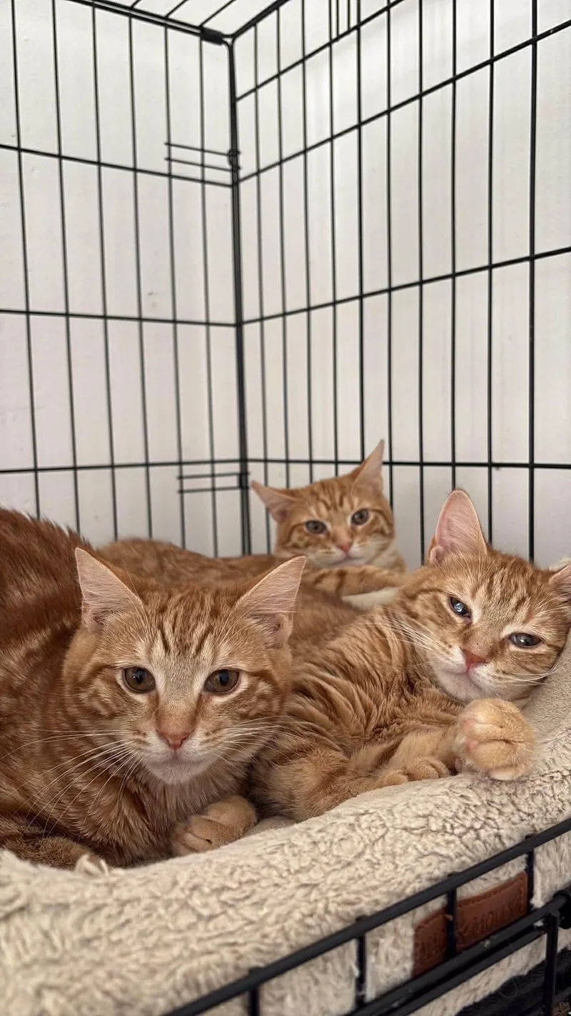 Mango  teodore & thumbnail 6