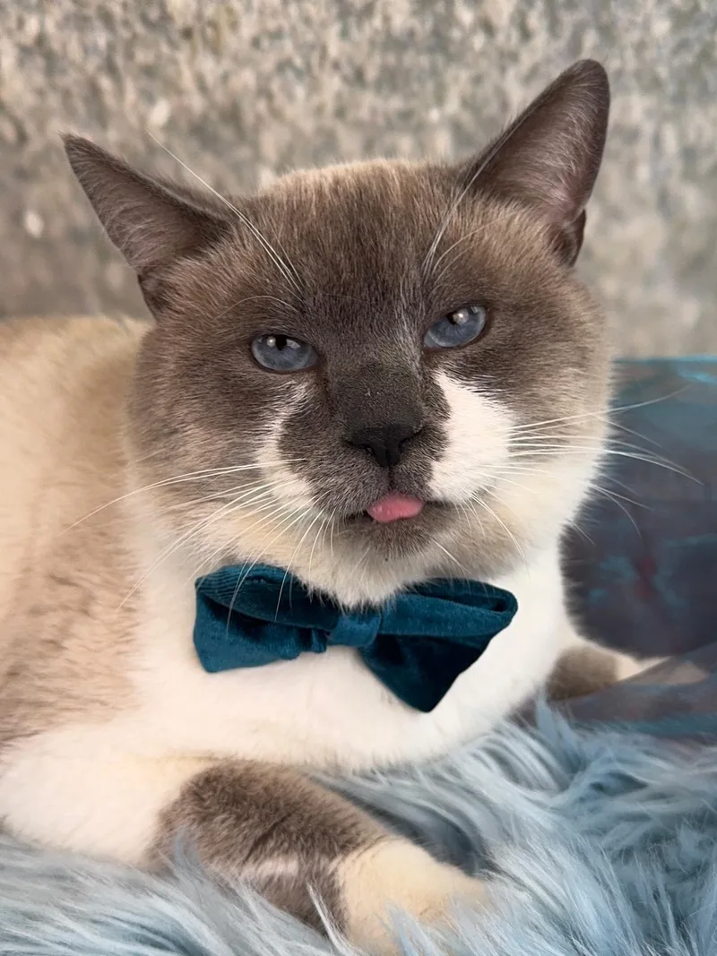 Snowball thumbnail 2