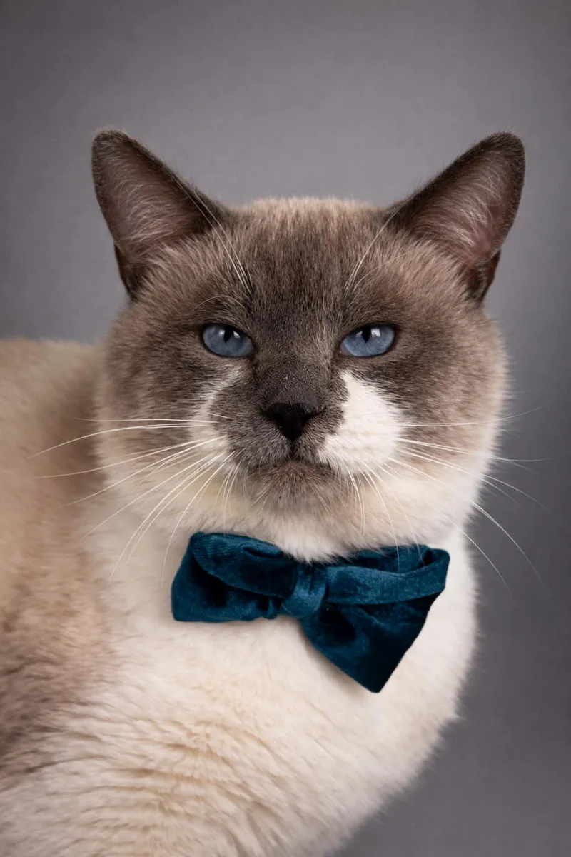 Snowball thumbnail 3