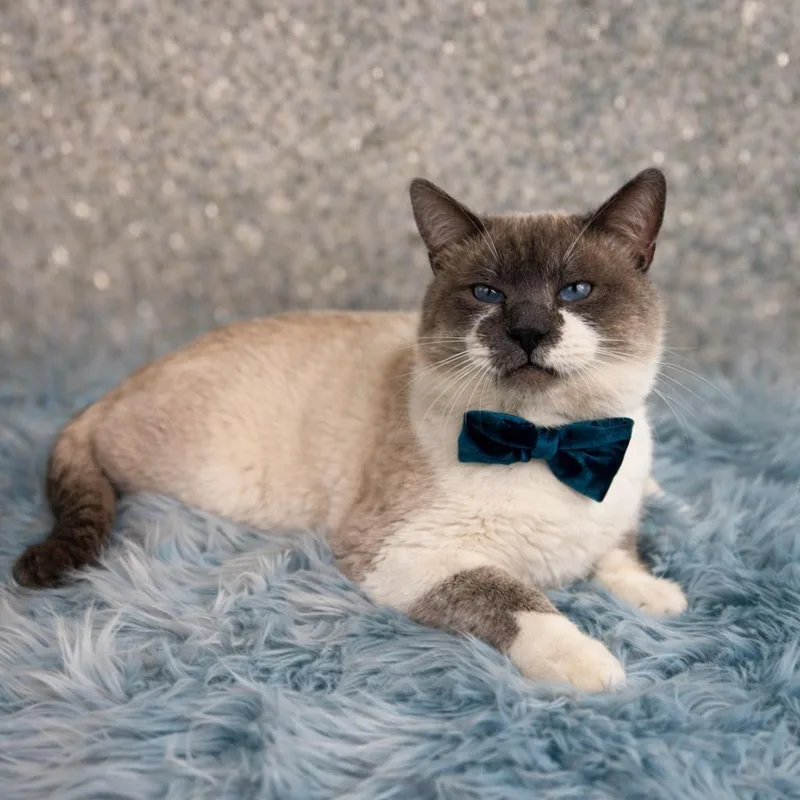 Snowball thumbnail 4