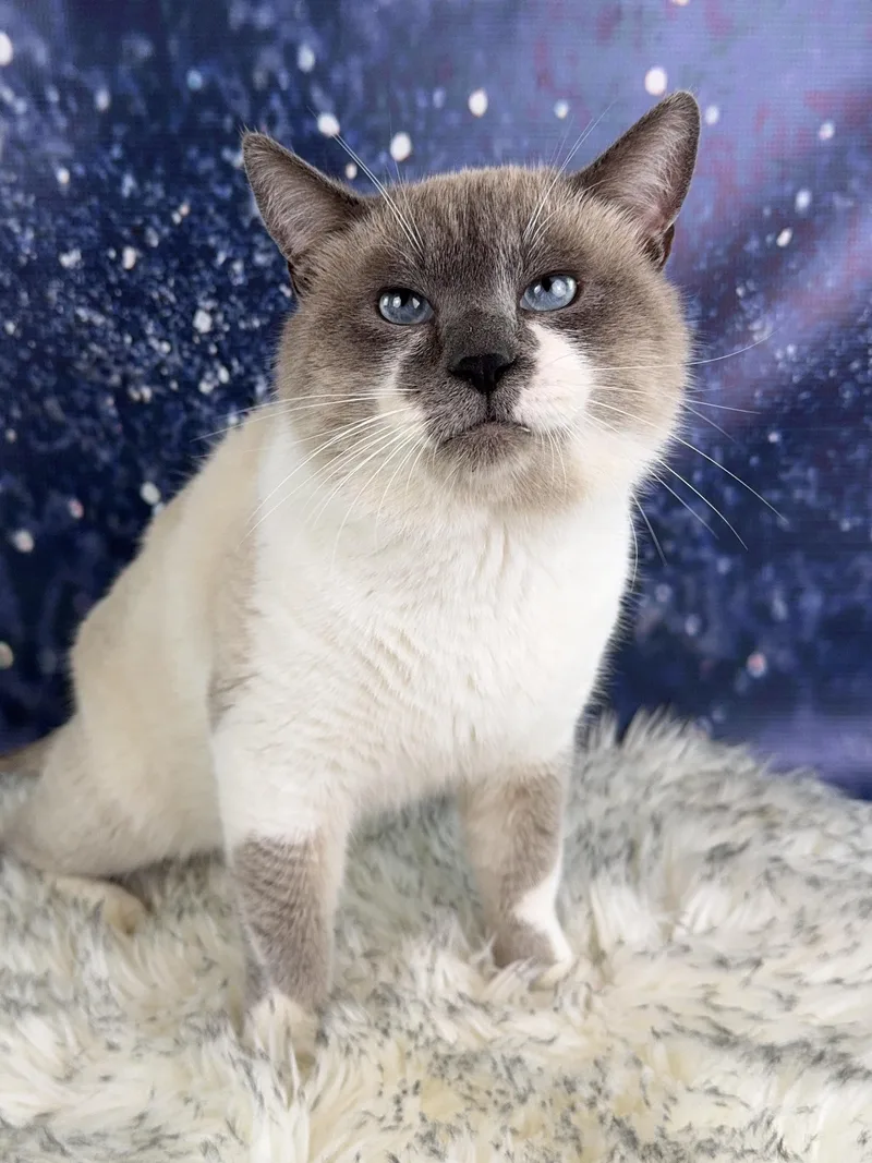 Snowball thumbnail 5