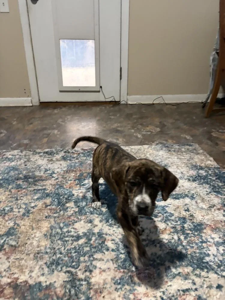 Bootstrap thumbnail 2