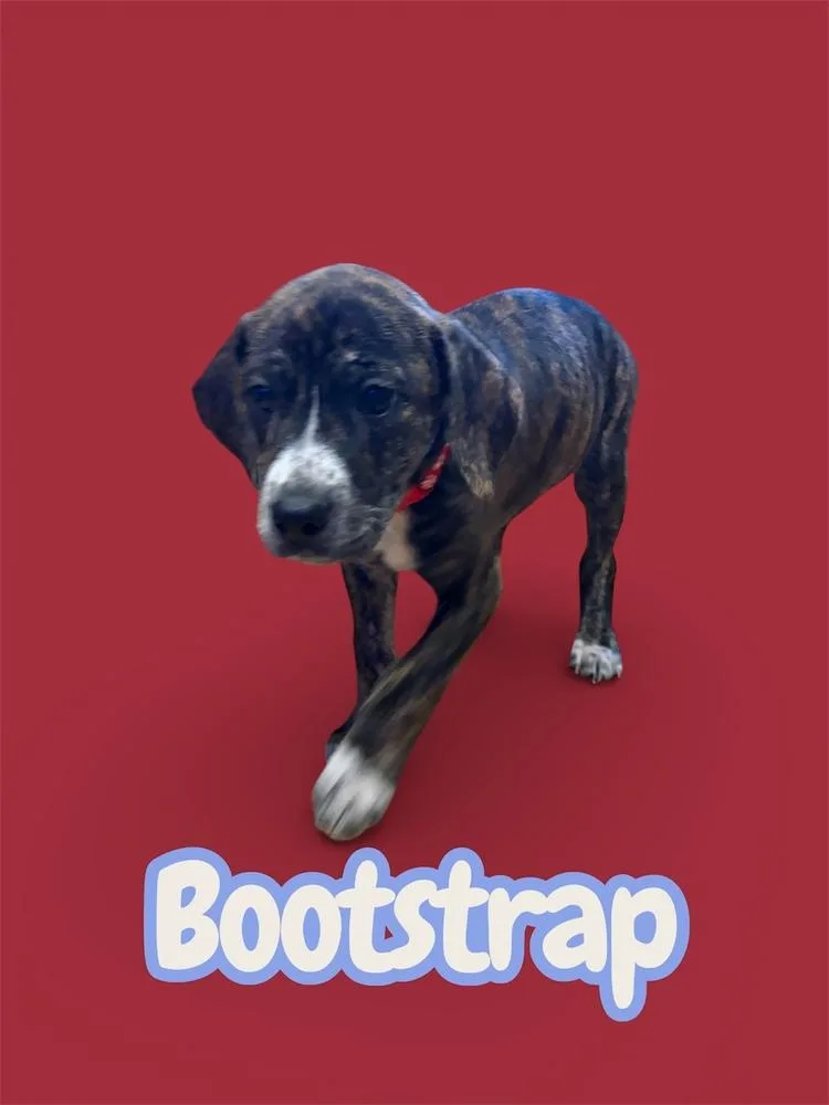 A baby medium-sized male Brindle Mountain Cur dog named Bootstrap for adoption in Pottstown, PA