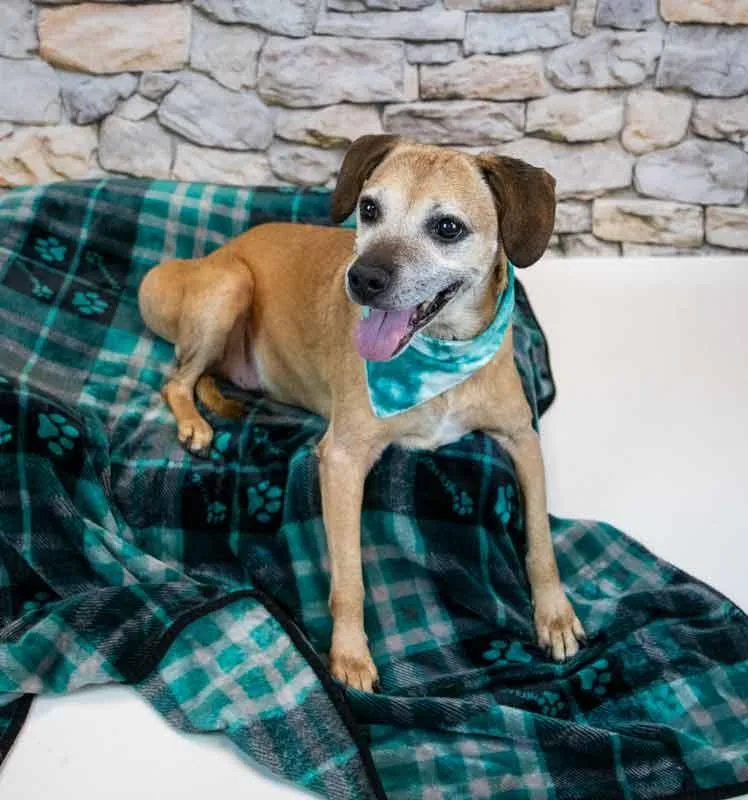 Honeybun thumbnail 3