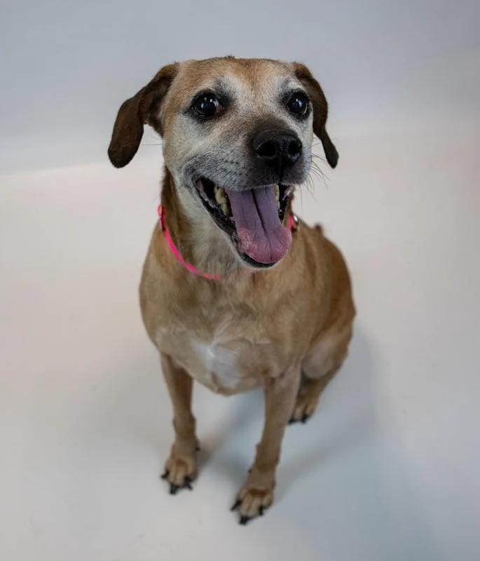 Honeybun thumbnail 4