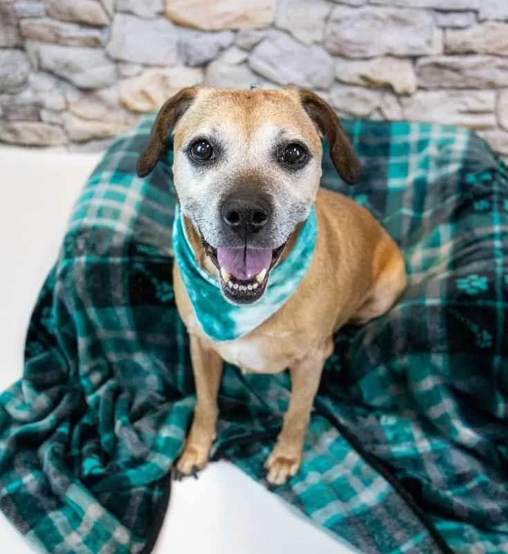 Honeybun thumbnail 6