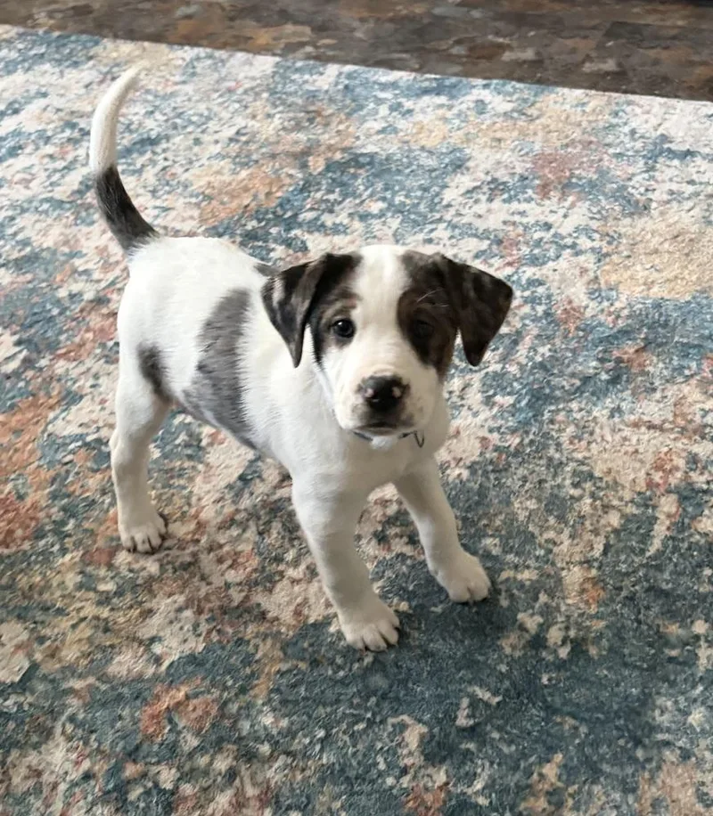 A baby medium-sized male Mountain Cur dog named Davy for adoption in Pottstown, PA