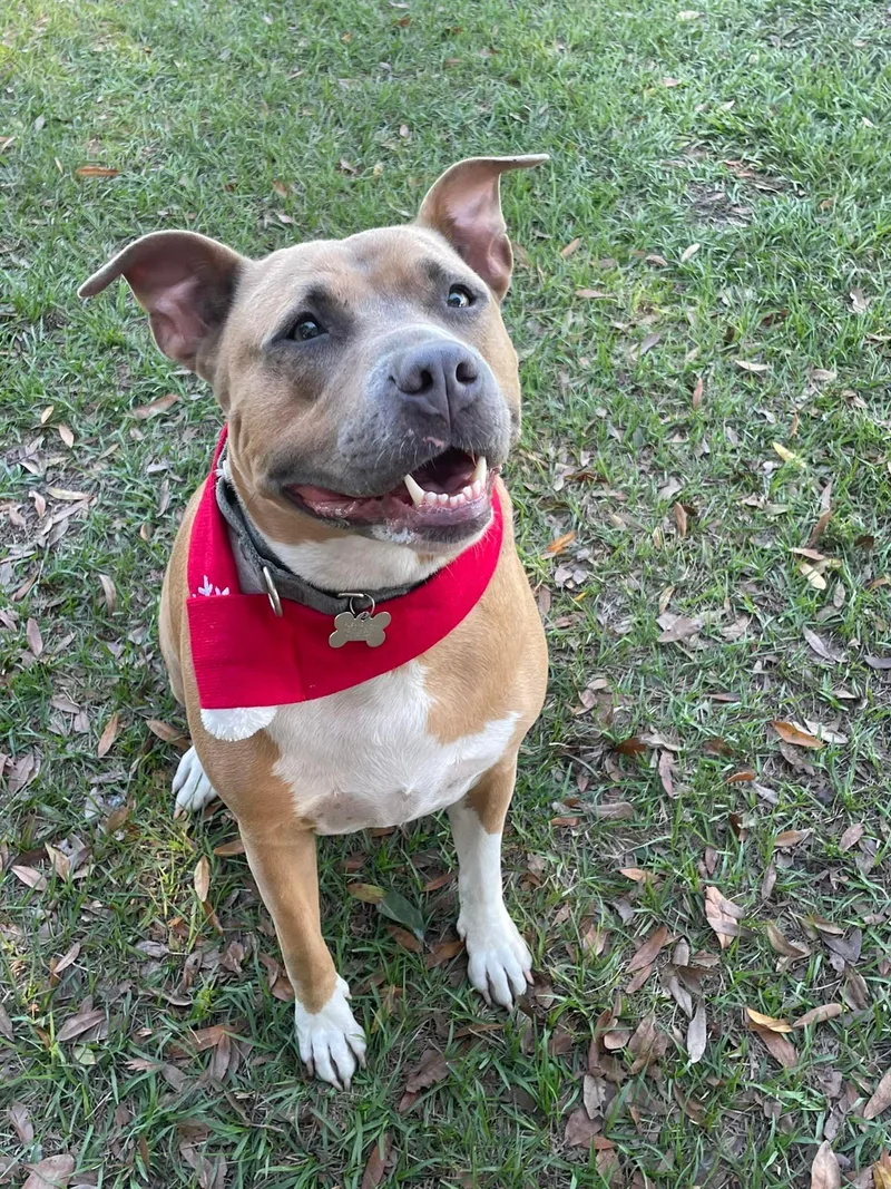 A senior medium-sized female Apricot / Beige American Bully dog named Cali for adoption in Palm City, FL