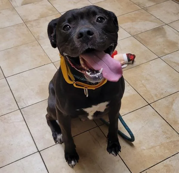 Dr. Zoidberg thumbnail 2