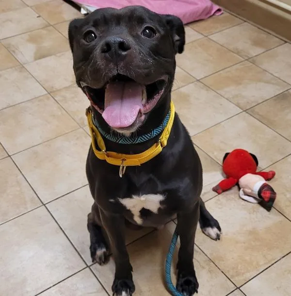 Dr. Zoidberg thumbnail 3