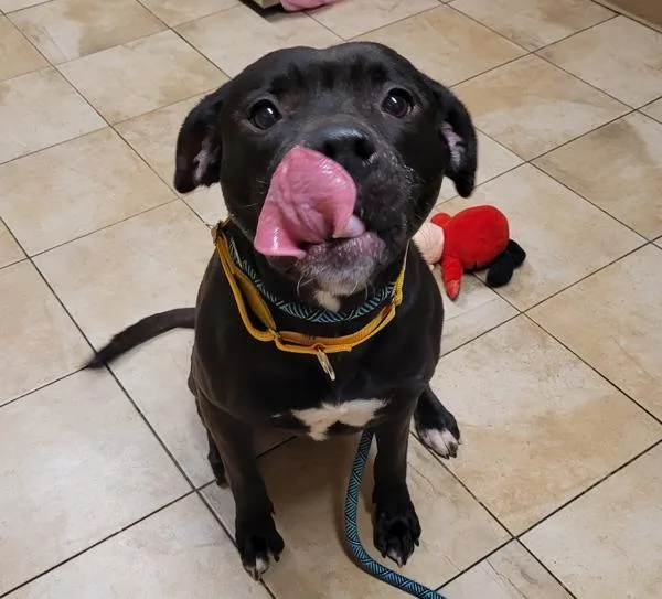 Dr. Zoidberg thumbnail 4