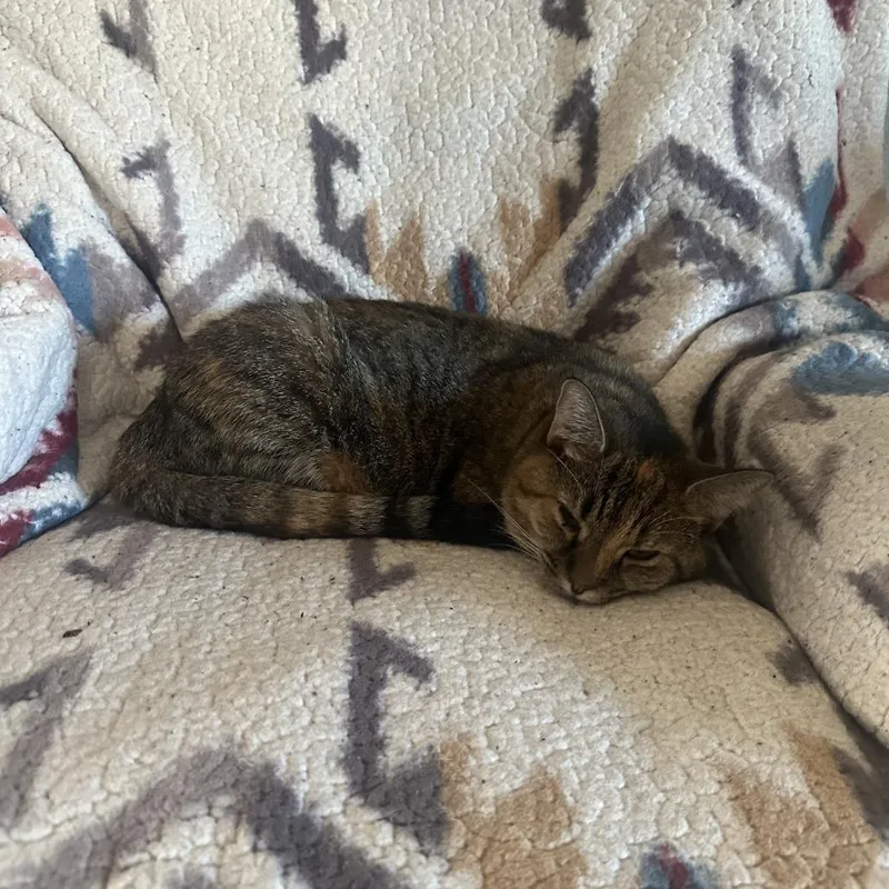 Cappuccino thumbnail 2