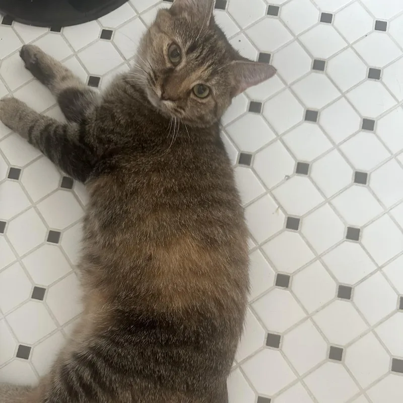 Cappuccino thumbnail 3