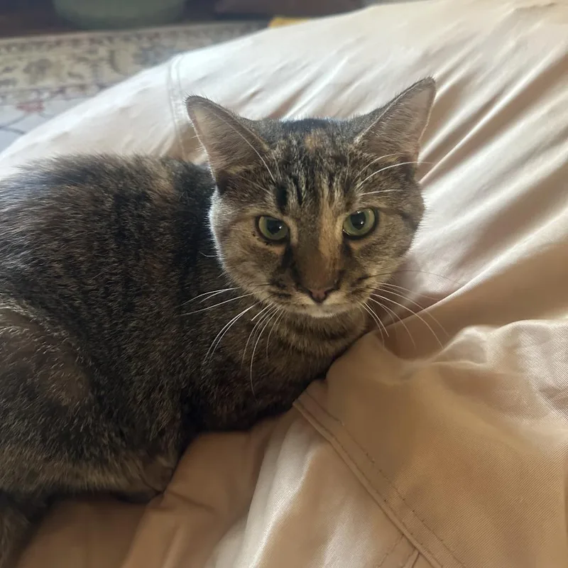 Cappuccino thumbnail 4