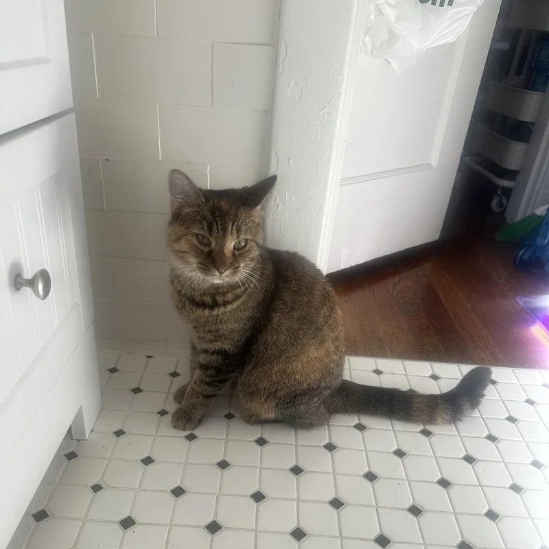 Cappuccino thumbnail 5