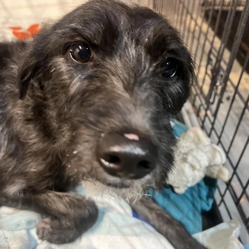 Macaroni thumbnail 2