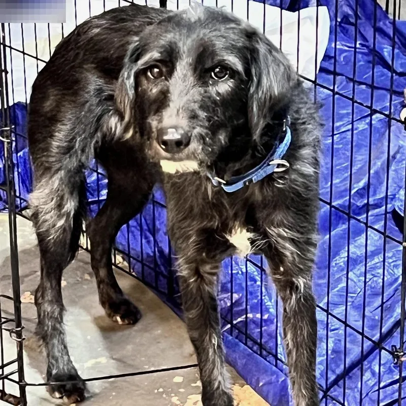 Macaroni thumbnail 3