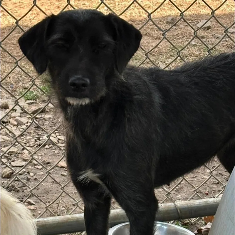 Macaroni thumbnail 4