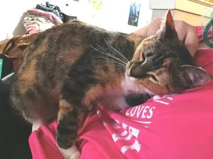 An adult small-sized female Domestic Short Hair cat named Miso for adoption in Carrollton, TX