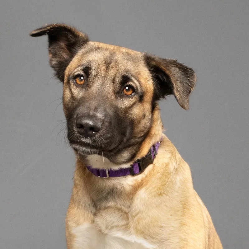 Princess P thumbnail 2