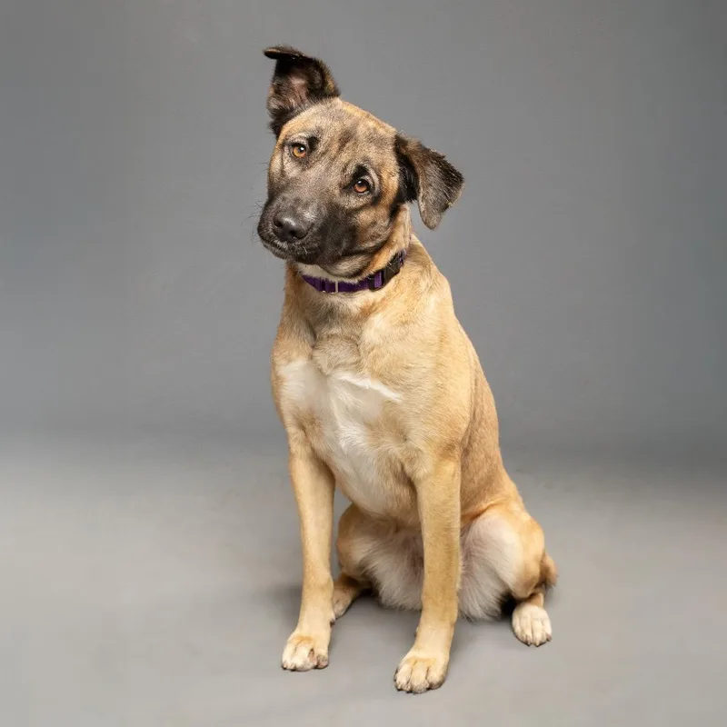 Princess P thumbnail 3