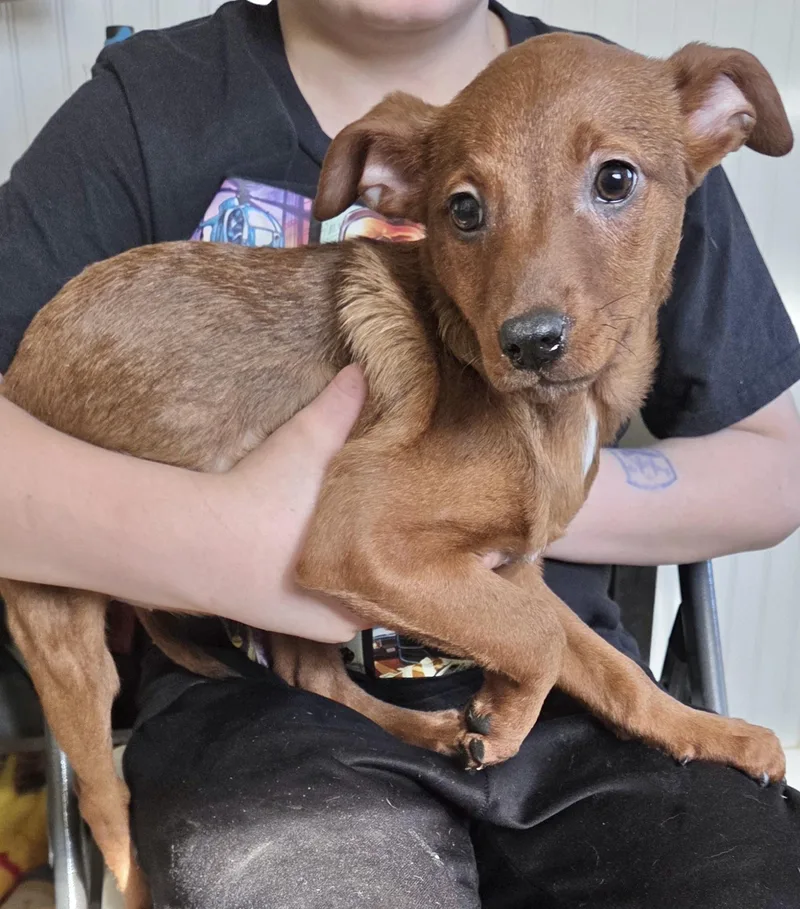 A baby medium-sized female Jack Russell Terrier dog named Ginger for adoption in Manchester, CT