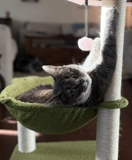 Princess thumbnail 2