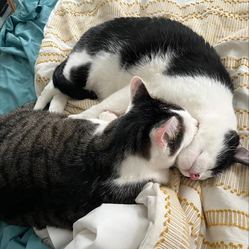 Marshmallow thumbnail 2