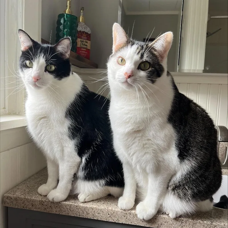 Marshmallow thumbnail 3