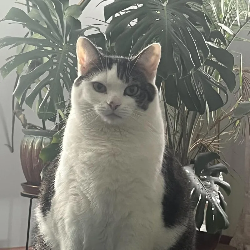 Marshmallow thumbnail 5