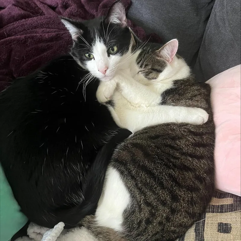 Meatball thumbnail 2