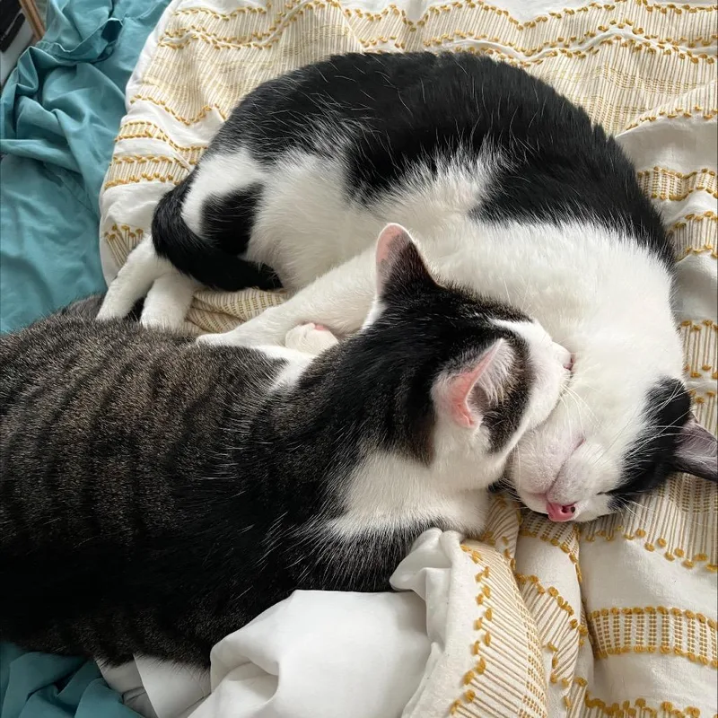 Meatball thumbnail 3