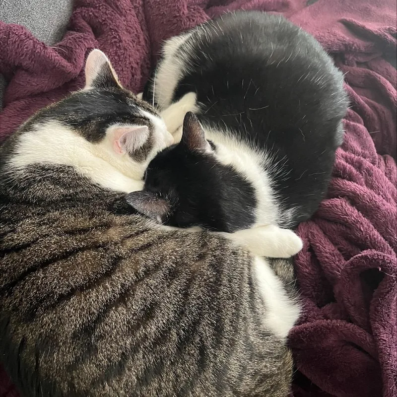 Meatball thumbnail 4