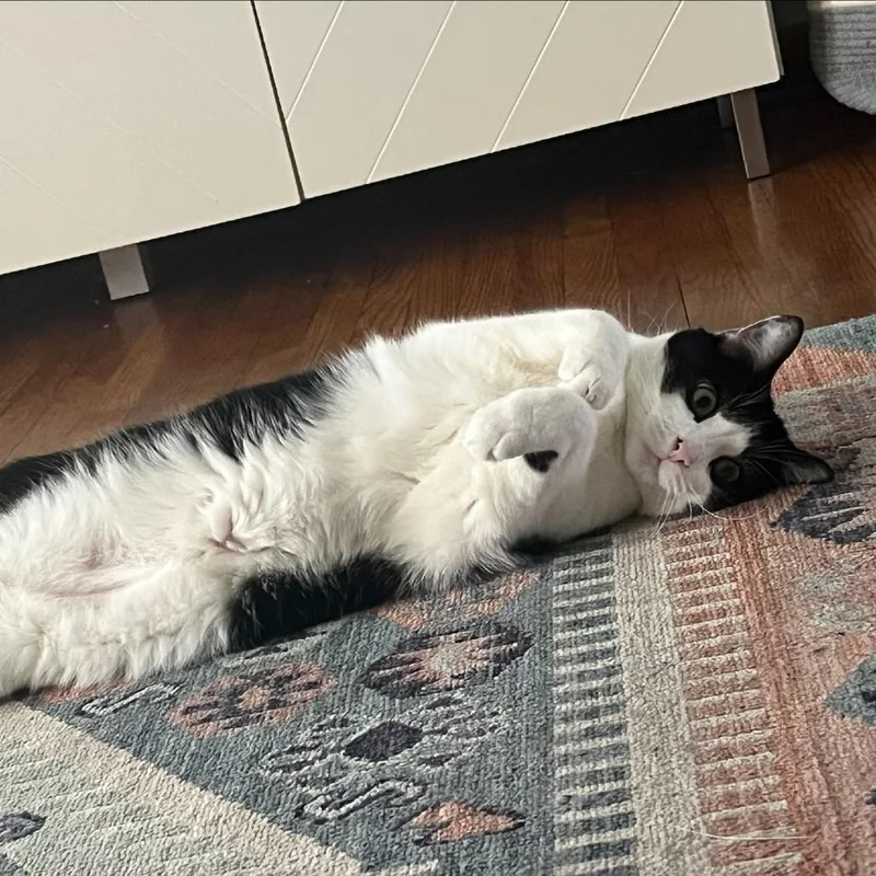 Meatball thumbnail 5