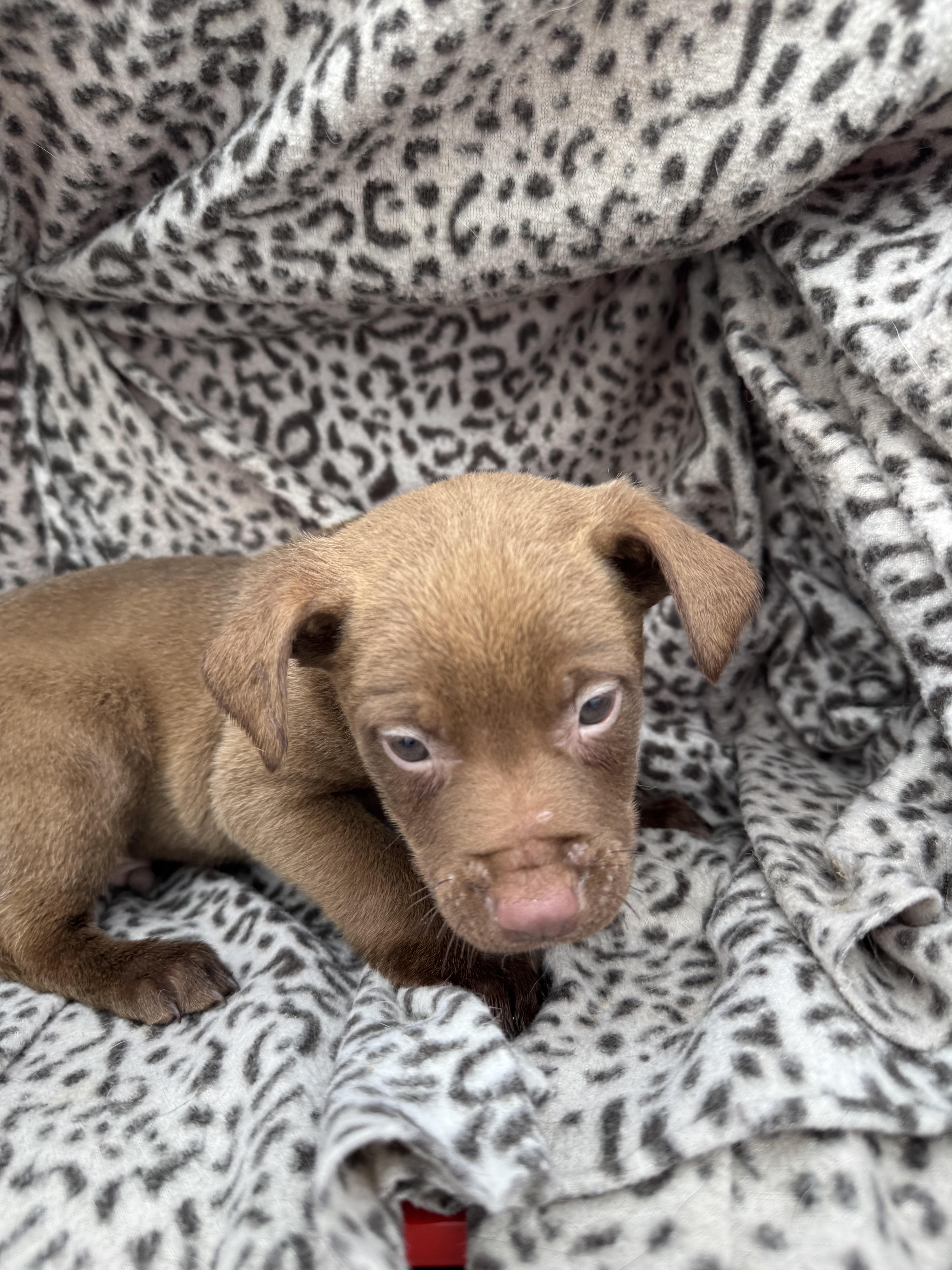 A baby medium-sized male Brown / Chocolate American Staffordshire Terrier dog named Raphael for adoption in Chuckey, TN