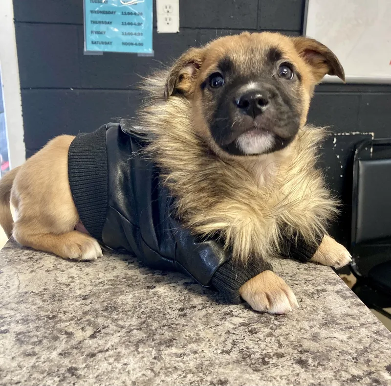 Benjamin  Male B thumbnail 2