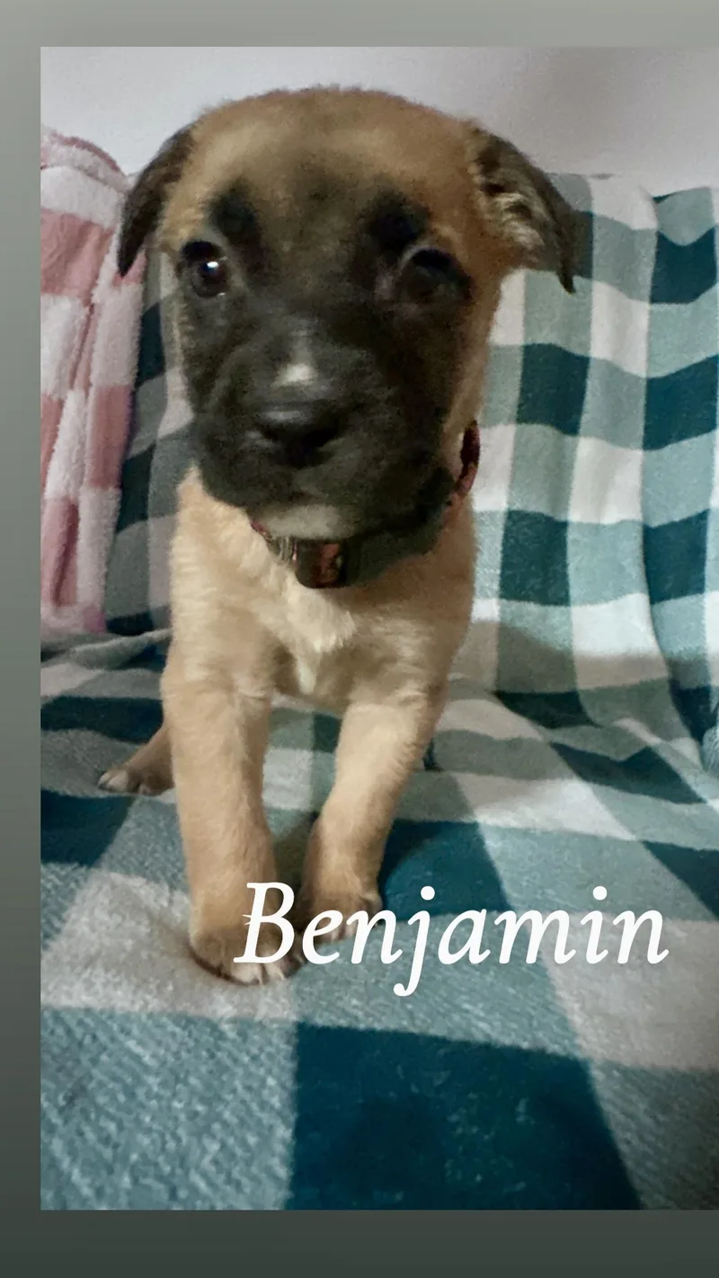 Benjamin  Male B