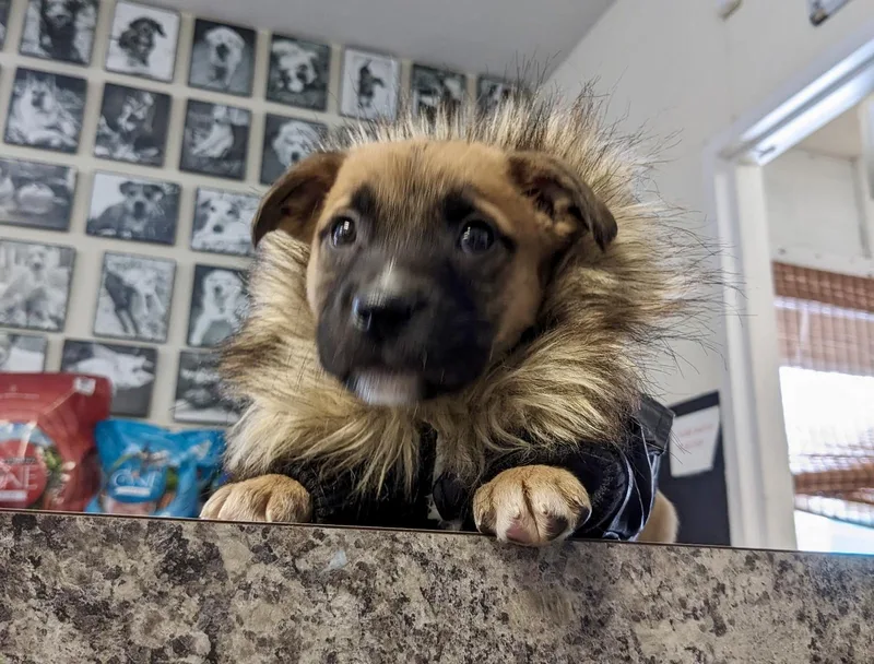 Benjamin  Male B thumbnail 4