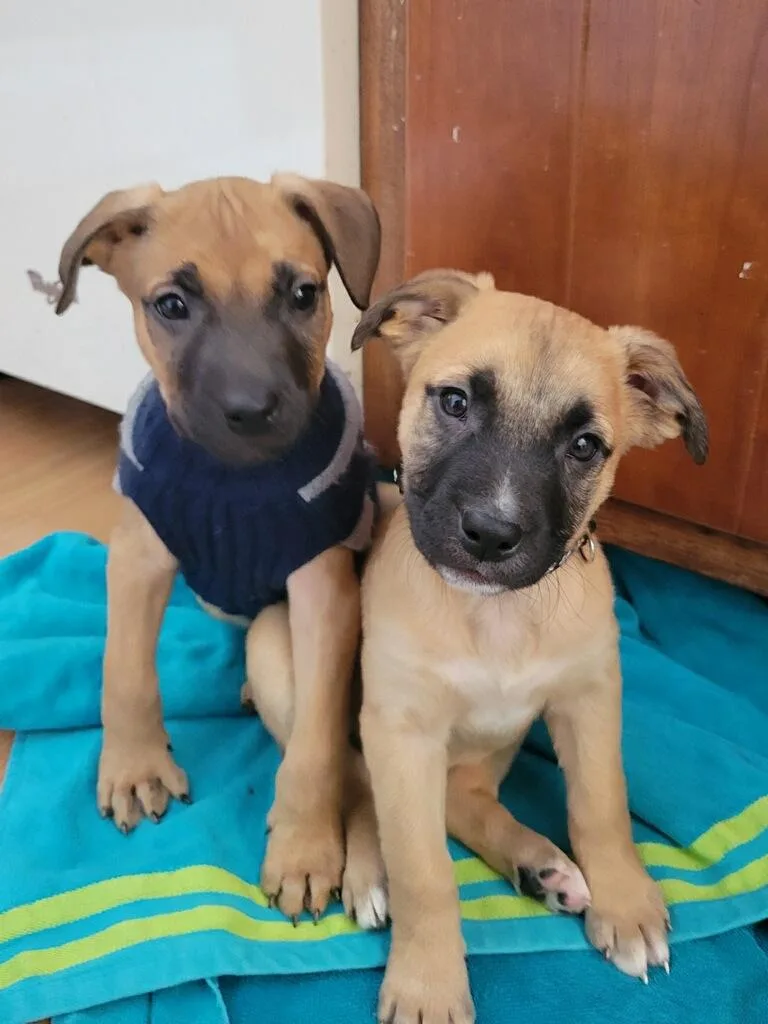 Benjamin  Male B thumbnail 5